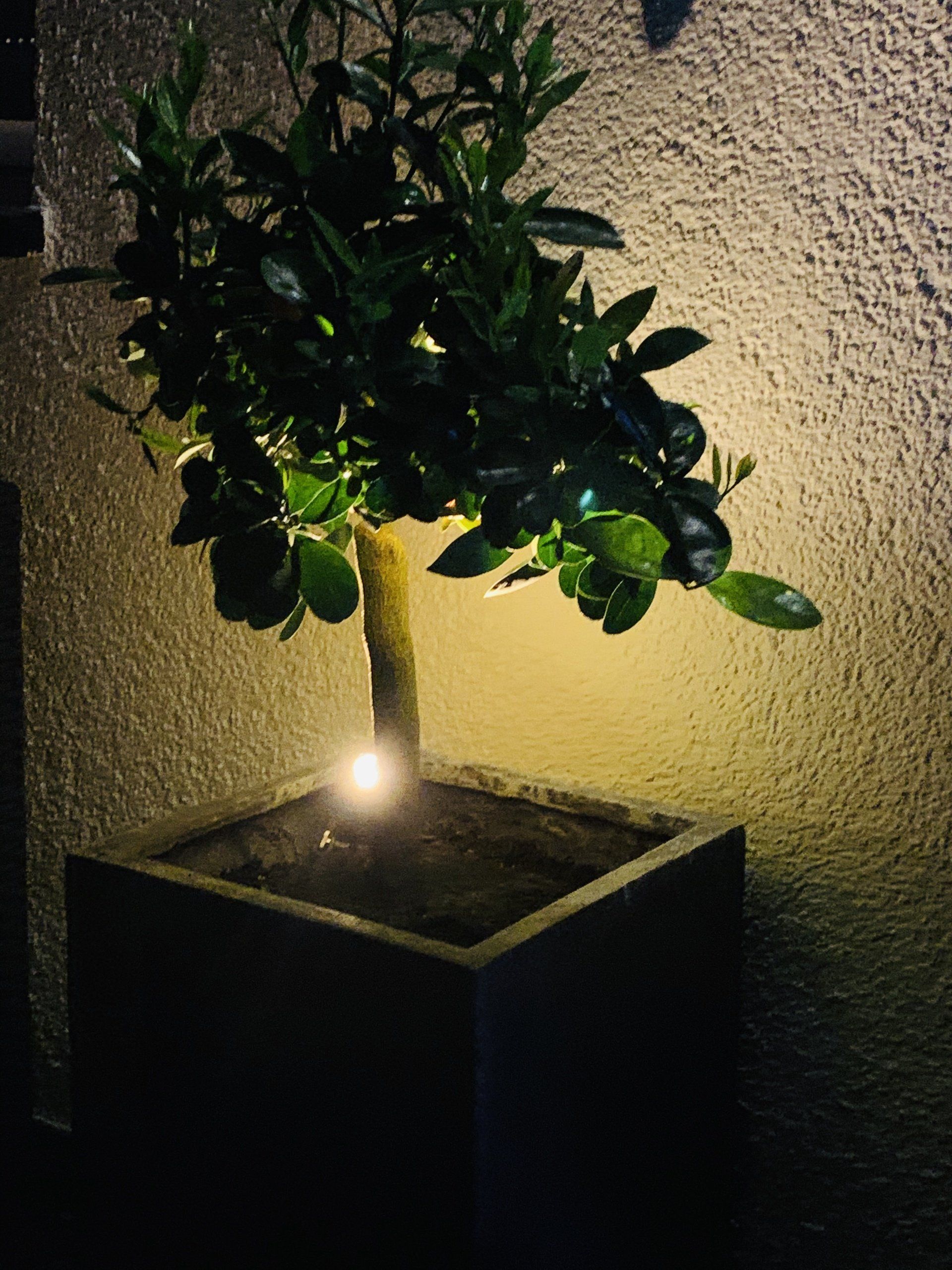 Beleuchtetes Pflanzgefäß im Garten